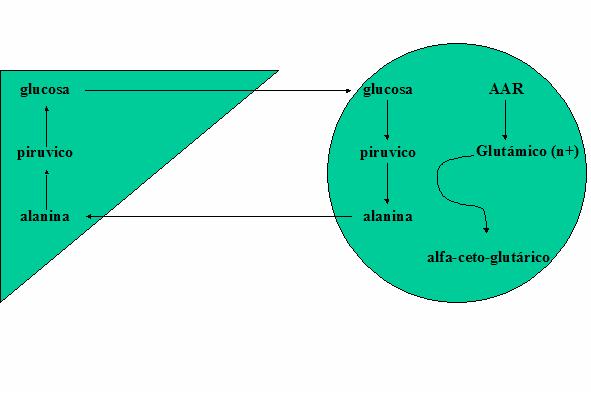 Las Proteínas en el Ejercicio Físico