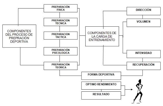 Componentes del Proceso de Preparación Deportiva