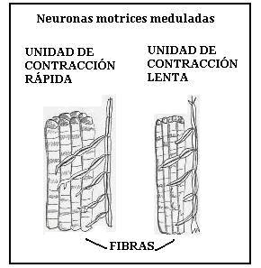 Unidad de contracción rápida y lenta