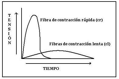 Fibras de Contracción Rápida y Lenta