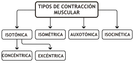 Tipos de contracción muscular
