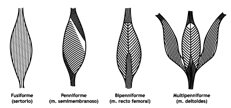 Músculo Fusiforme, Penniforme, Bipenniforme, Multipenniforme