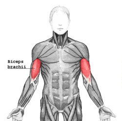 Bíceps Braquial en Imágenes anatómicas
