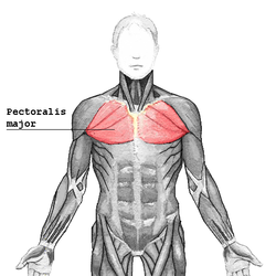 Pectoral Mayor y Menor en Imágenes Anatómicas