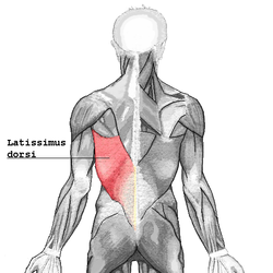 Dorsal Ancho en Imágenes Anatómicas