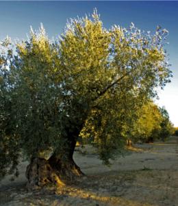 El aceite de oliva reduce la obesidad, diabetes y la hipertensión