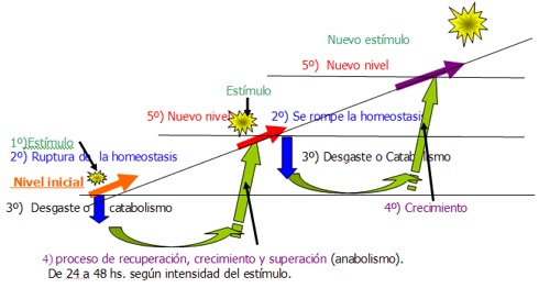 Síndrome de adaptación general