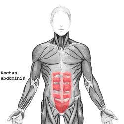 Abdominales en Imágenes Anatómicas