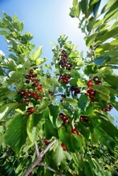 Cerezas: un fruto con muchas propiedades nutritivas