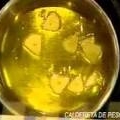 Video receta: caldereta de pescado