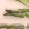 Video receta: verdinas con trigueros
