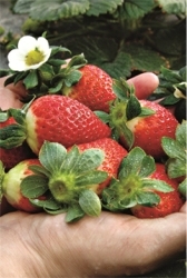 Fresas y fresones, un placer exquisito y saludable