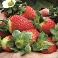 Fresas y fresones, un placer exquisito y saludable