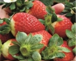 Diversas recetas para preparar con fresas