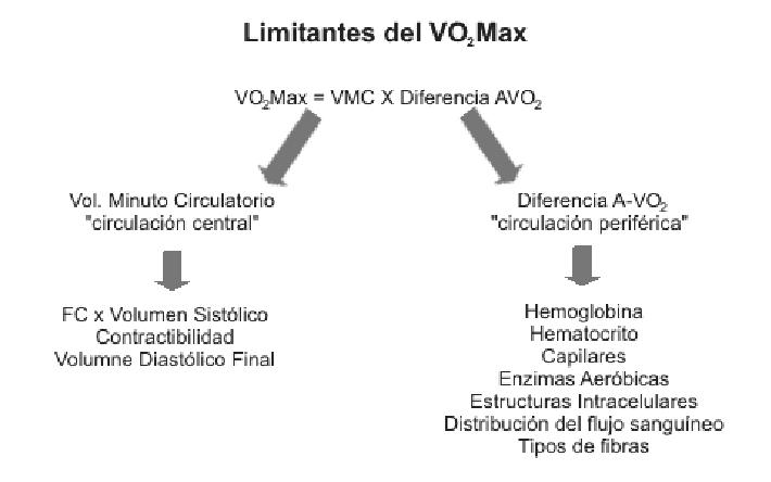 Limitantes del VO2 máximo